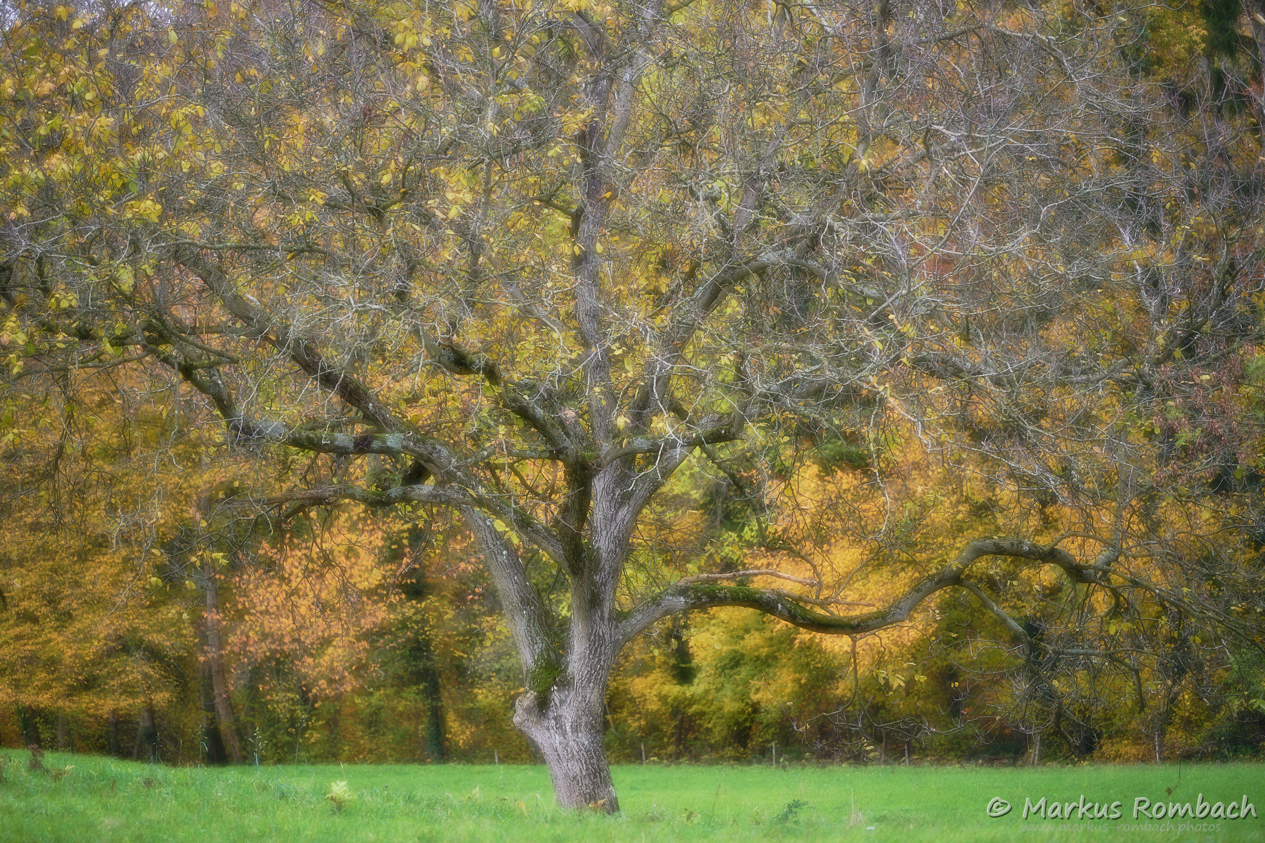 Herbstbaum / Autumn tree